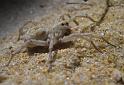 Tetralycosa_oraria_D6008_Z_88_Mornington Peninsula_Australie